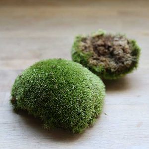 Live Cushion Moss | Premium Fresh Live Moss for Terrarium • Bun Moss •  Pillow Moss