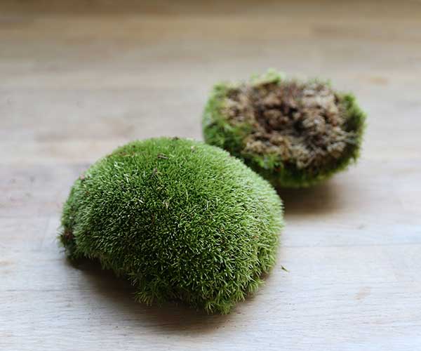 Buy Live Cushion Moss for Terrariums Online - UK Delivery