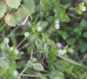 April Flowers: A List Of Wild Flowers To Spot In The UK