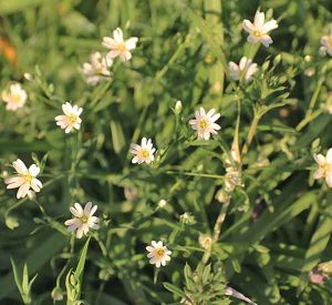 April Flowers: A List Of Wild Flowers To Spot In The UK