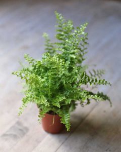 Miniature Boston Fern (Nephrolepis Exaltata) - Romeo & Succulent